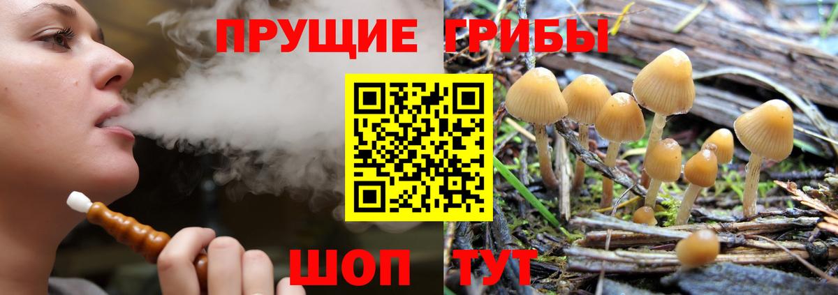 Камень-на-Оби  Псилоцибиновые грибы Psilocybe  цены наркотик  Вход с VPN 